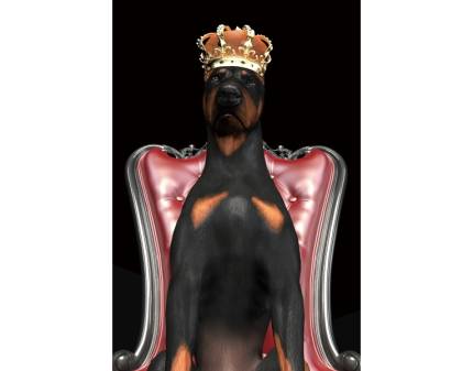 Tablou DOG IN CROWN 80x120cm  
